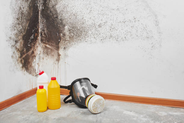 Best Industrial Mold Remediation in Honaker, VA