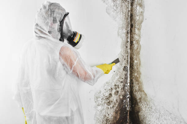 Best Residential Mold Remediation in Honaker, VA