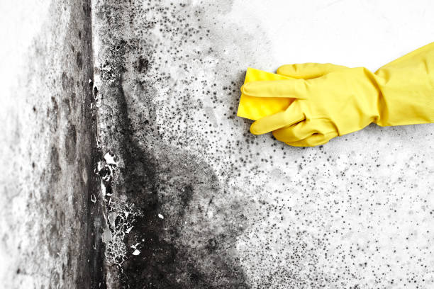 Best Attic Mold Remediation in Honaker, VA