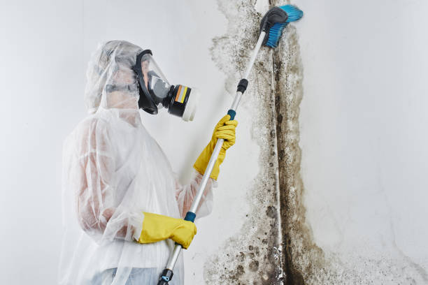 Best Insurance-Related Mold Remediation in Honaker, VA