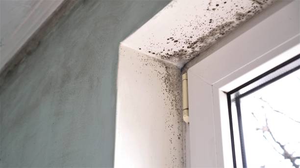 Best Kitchen Mold Remediation in Honaker, VA