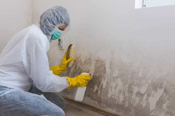 Best Black Mold Remediation in Honaker, VA