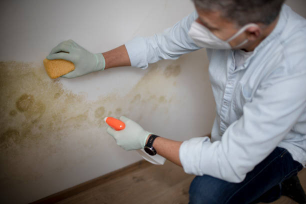 Best Health and Safety Mold Remediation in Honaker, VA