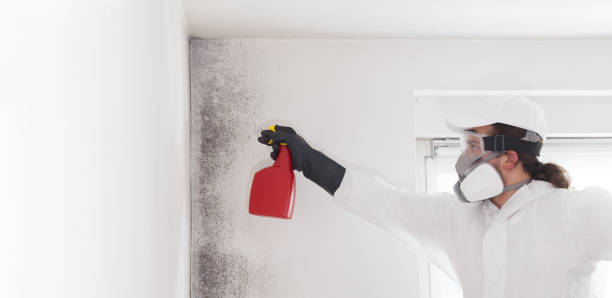 Professional Mold Remediation in Honaker, VA
