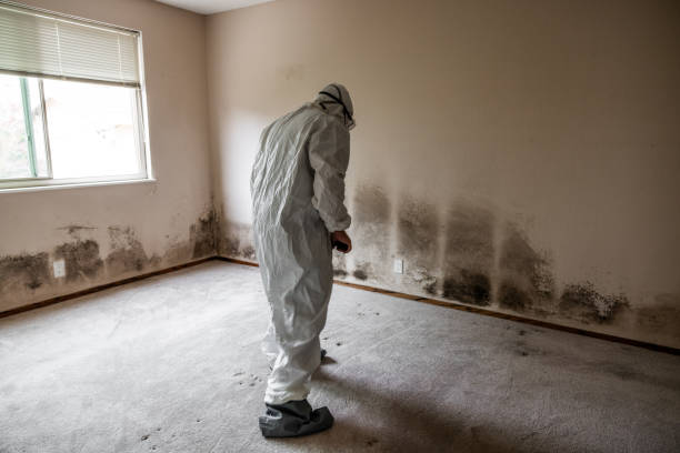 Best Basement Mold Remediation in Honaker, VA