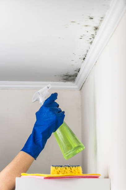 Best Emergency Mold Remediation in Honaker, VA